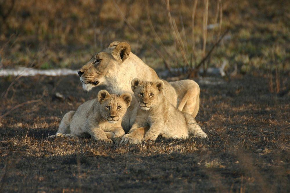 Jamala Madikwe Madikwe Game Reserve Exterior foto