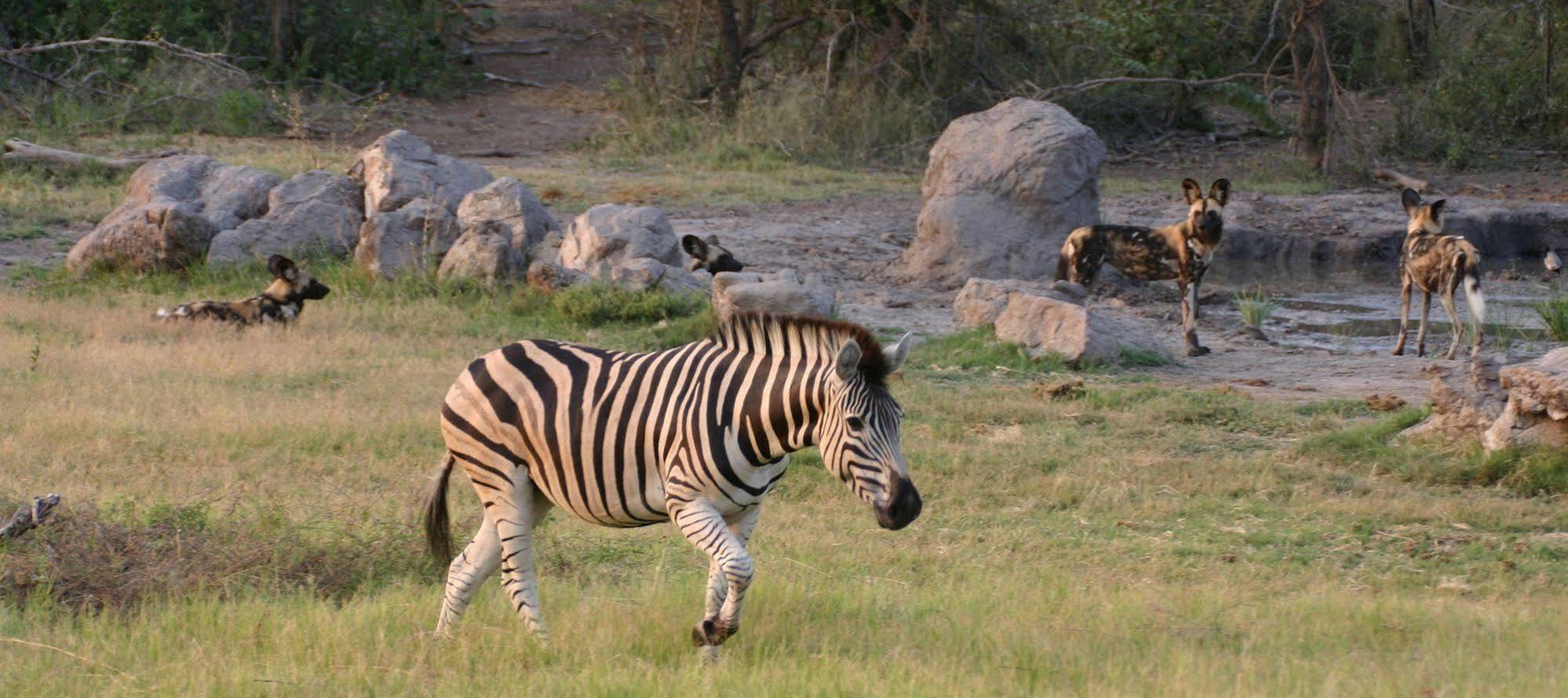 Jamala Madikwe Madikwe Game Reserve Exterior foto